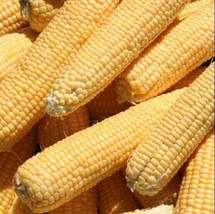 Corn Kandy Korn 60 Seeds Sweet Corn Hybrid Nongmo Fresh - £10.38 GBP