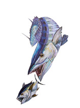 Wahoo and Blackfin Tuna Vinyl Decal Sticker for Car/Truck Laptop or Phone - $6.95+