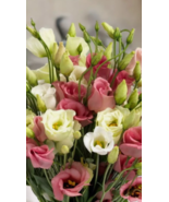 HT 100 Seeds Lisianthus Seeds Garden Bloom Flower Seed Flower Non Planti... - $14.11