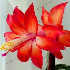 Schlumbergera Flores Christmas Cactus Plant Seeds Rose Red White 100 seeds Item image 2