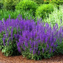 Salvia Violet Seeds Pack - 50+ Premium Quality Flower Seeds, Perfect for Garden  - £6.83 GBP