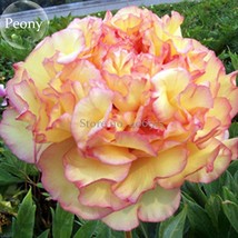 Heirloom Wudao Big Blooming Wavy Yellow Peony With Red Edge 5 Seeds Garden Beaut - £6.14 GBP