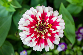 Fresh Seeds 100 Ice Queen Zinnia Elegans Bicolor Double Pink Red White Flower Se - $16.00