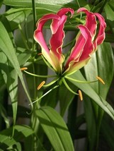 Gloriosa Rothschildiana Gloriosa Lily Vine Seeds USA Fast Shipping - £15.02 GBP