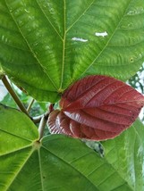 PWO Ficus Auriculata  Elephant Ear Fig 20 Tropical Authentic Seeds - £5.65 GBP