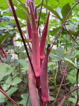Okinawa Pink Okra Seeds Open Pollinated No pesticides. Early and Prolific -  AF  - £6.94 GBP