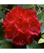 Tree Rhododendron Rhododendron arboreum 100 Seeds - $231.96 MXN