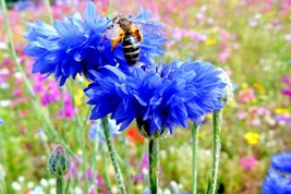 Semilir 300 Seeds Dwarf Blue Bachelor Button Cornflower Seeds Deer Resis... - $8.78