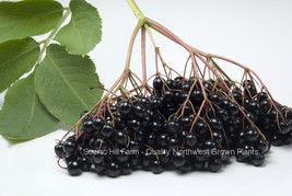 2 Varieties Elderberry Plants- 2 Plants Intensely Flavored Fruit- 2 Yr O... - $37.57