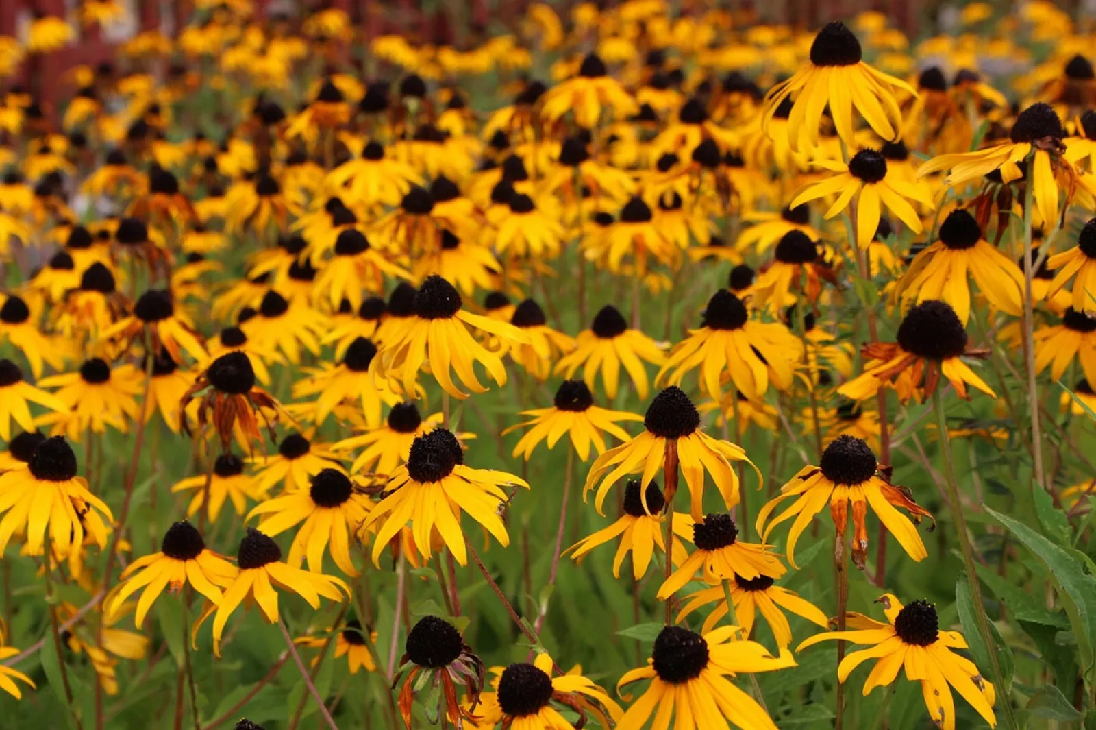 Best 2000 of Black Eyed Susan (Rudbeckia Hirta) Flower Seeds Yellow - $2.98