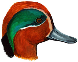 Green Winged Teal Duck High Quality Printed Vinyl Decal Wall Window Car Sticker - £5.55 GBP+
