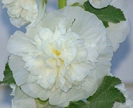 US Seller 35 11 Ft Tall Giant Yellow Danish Hollyhock Alcea Rosea Perennial Seed - $21.20