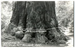 Zan-1107 Life Span of Redwood Tree Muir Woods Monument California RPPC Postcard - £11.83 GBP