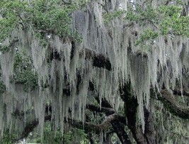 SPANISH MOSS 20 lb FRESH LIVE AIR PLANT FOR GROWING CRAFTS &amp; FLOWER ARRA... - $32.99
