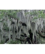 SPANISH MOSS 20 lb FRESH LIVE AIR PLANT FOR GROWING CRAFTS &amp; FLOWER ARRA... - £25.94 GBP