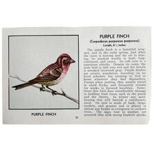 Purple Finch Bird Print 1931 Blue Book Birds Of America Antique Art PCBG13B - $28.01 CAD