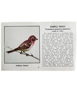 Purple Finch Bird Print 1931 Blue Book Birds Of America Antique Art PCBG13B - $28.01 CAD