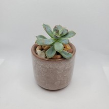 Echeveria Pelucida Succulent in Brown Ice Crack Planter Pot, Ceramic 2.5&quot; - £13.36 GBP