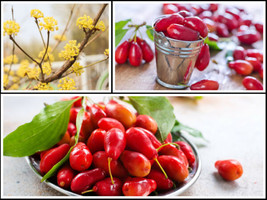 20 Cornelian Cherry Fruit Tree Seeds Edible Dogwood Berry Shrub - £8.62 GBP