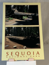 Sequoia National Park/Tunnel Log Unposted Postcard-Colorscope-Auto Log - £3.10 GBP