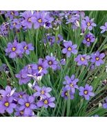 100 Seeds Blue Eyed Grass Flower Garden - $6.98