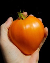 German Orange Strawberry Tomato 5 seeds (P 156) - £1.57 GBP
