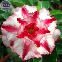 BELLFARM Imported Adenium seed, only 1 Seed, big blooms colorful desert rose 24  - £2.67 GBP