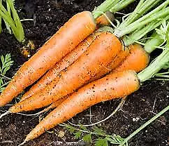 300 Seeds Imperator 58 Carrot Collection NON GMO - £3.09 GBP