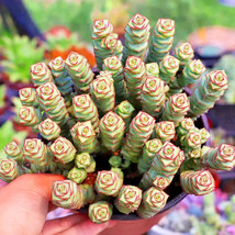 BRN Live Crassula Cv Jade Necklace Succulent 25 Seeds Pack Fresh Garden - €11,30 EUR
