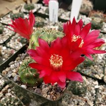 Live Plant Sulcorebutia frankiana Cactus Cacti Succulent Real  - £37.58 GBP