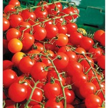 Sweet Million Tomato Seeds Gardening Easy Grow Usa Shipping - $5.60