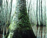 Nyssa Aquatica Tupelo Tree 5 seeds Fresh Gardening - $17.96