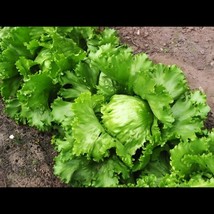 Fresh Lettuce Seed Great Lakes 118 500+ Seeds Cimarron Great Lakes Boston - $7.78