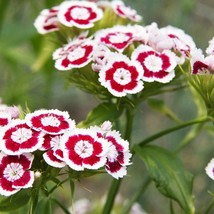 US Seller 50 Holborn Glory Dianthus Barbatus Red White Sweet William Flower Seed - $13.80