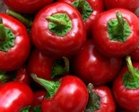 120 Seeds Red Cherry Hot Pepper Seeds Pimenta NonGmo Heirloom Organic Fa... - £7.18 GBP