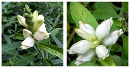 White Turtlehead Starter Plant Plug Chelone glabra Attracts Butterflies - £26.06 GBP