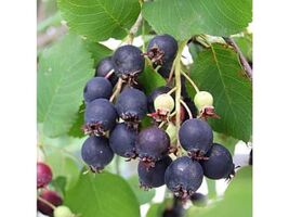 Amelanchier alnifolia seeds saskatoon berry, Pacific western serviceberry - $137.42 MXN+