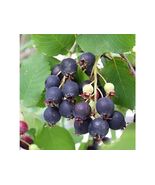 Amelanchier alnifolia seeds saskatoon berry, Pacific western serviceberry - $135.37 MXN - $387.24 MXN