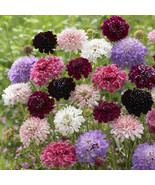 Scabiosa Pincushion Flower Imperial Mix Tall Double Dried Everlasting 20... - £5.77 GBP