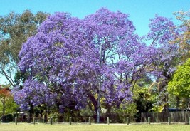 Grow In US Jacaranda Jacaranda Mimosifolia Blue Flowering Tree 50 Seeds  - £6.74 GBP