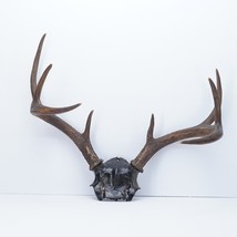 8 Point Elk Deer Antlers Mounted on Black Painted Bone Skull Part - Nice Natural - £102.69 GBP