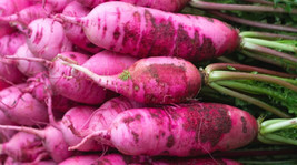 500+ Pink Summercicle Radish Seeds - £7.65 GBP