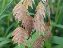 Northern Sea Oats Seeds Wonderful bamboo looking Stunning Copper Pods!!! - $2.65+