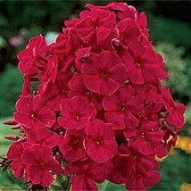 NEW!! 30+ FRAGRANT RED PHLOX FLOWER SEEDS SHADE  - $9.84