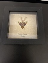 Jewelled Flower Mantis Shadow Box Frame Display Case Insect - £31.95 GBP
