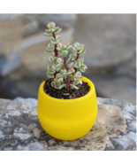Mini Round Plastic Plants for Garden Home Office Decoration - $2.20