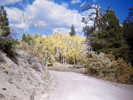 1970 Winding Road Autumn Scene Birch Trees Wyoming Kodachrome 35mm Slide - £4.28 GBP