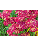 Red Yarrow Achillea Millefolium Rubra Flower Herb Seeds 1000 Seeds Fresh... - $246.70 MXN