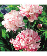 Cai Xia White Peony With Red Stripes 5 Seeds Big Blooms Double Petals Ha... - $183.75 MXN