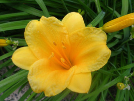 Stella de Oro Daylily 25 fans/roots re-blooming yellow blooms - £27.77 GBP